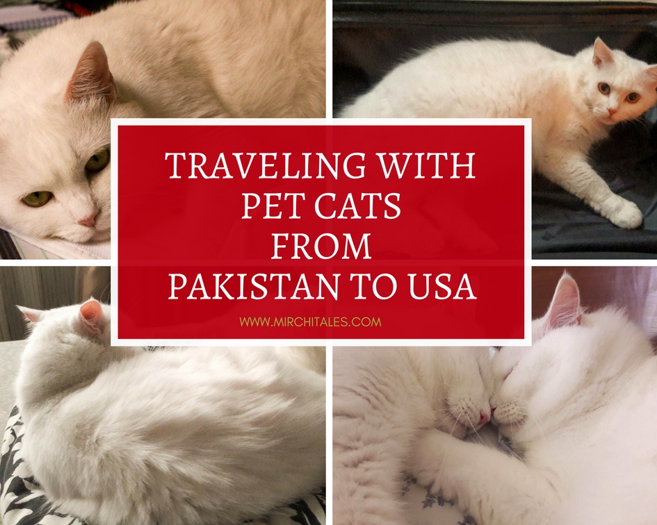 Travelling with pet cats from Pakistan to USA via Turkish Airways. Includes details on airline approval, pet travel documents and pet travel accessories.